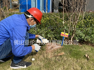 順德區(qū)紅火蟻防治案例