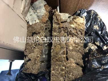 高明白蟻巢滅治工程