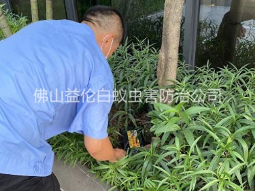 佛山園林滅治白蟻工程
